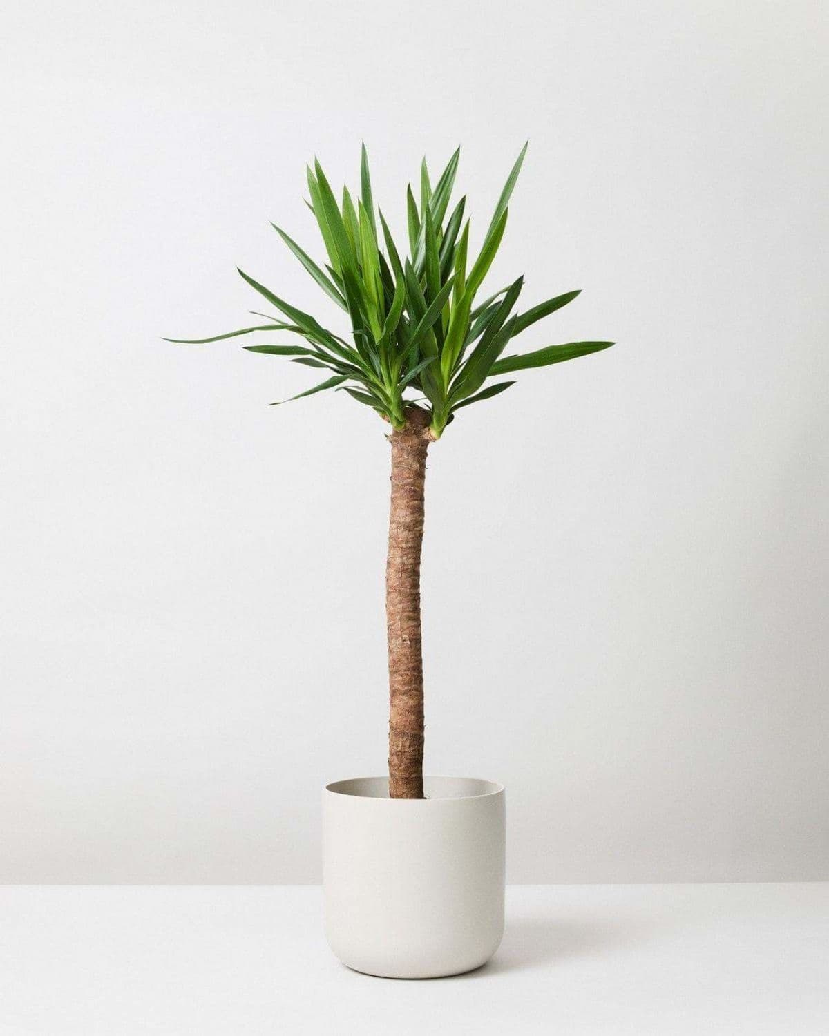 Yucca Small Indoor Plant In White Ceramic Pot — Indoor Plants for Dubai & UAE delivery | Planto.ae