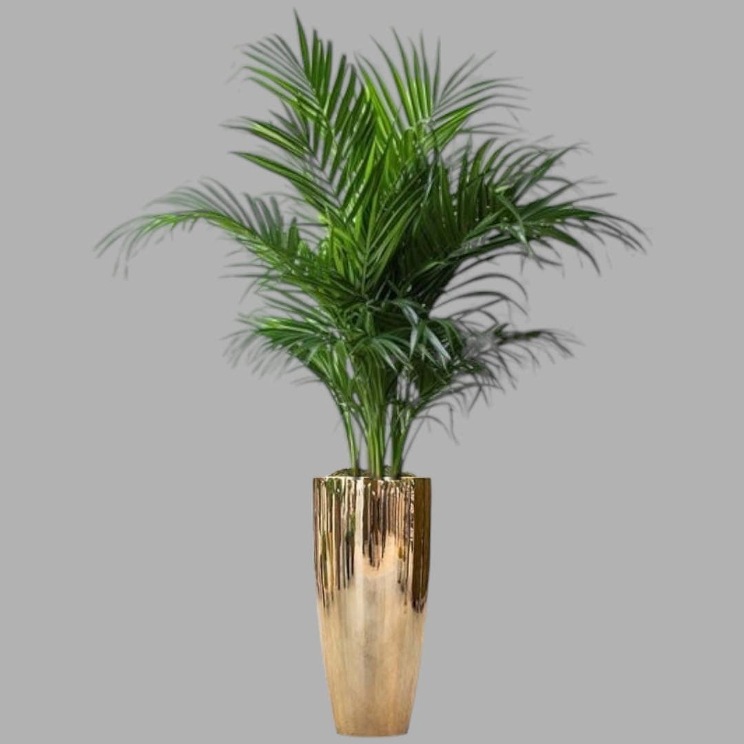 Areca Palm In Big Golden Pot — Office Plants for Dubai & UAE delivery | Planto.ae