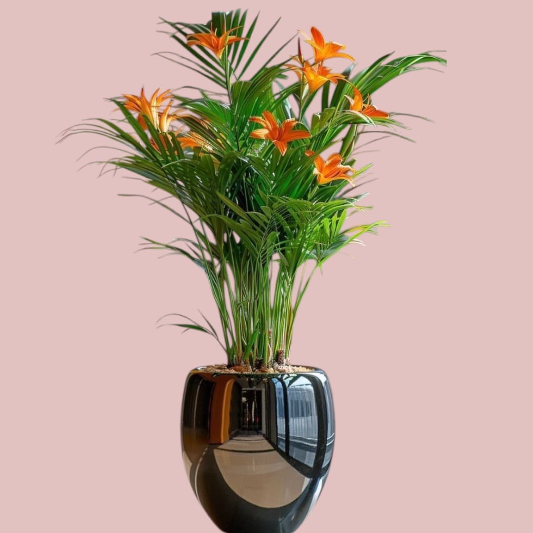 Areca Palm In Black Ceramic  glossy Pot — Office Plants for Dubai & UAE delivery | Planto.ae