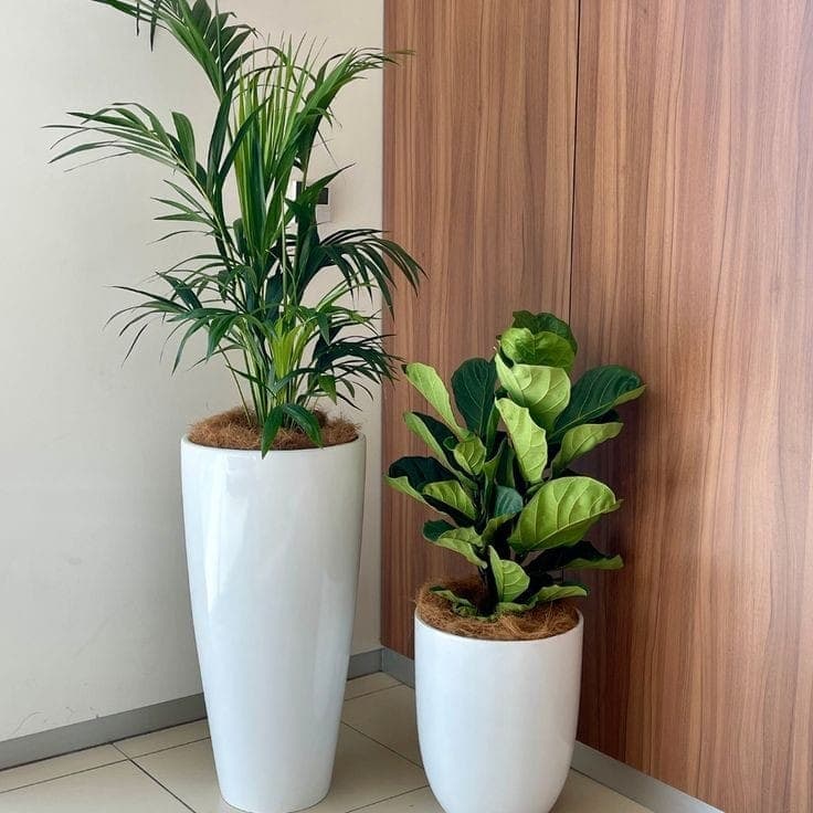 Combo Of Kentia Palm And Fiddle Leaf Plant — Office Plants for Dubai & UAE delivery | Planto.ae