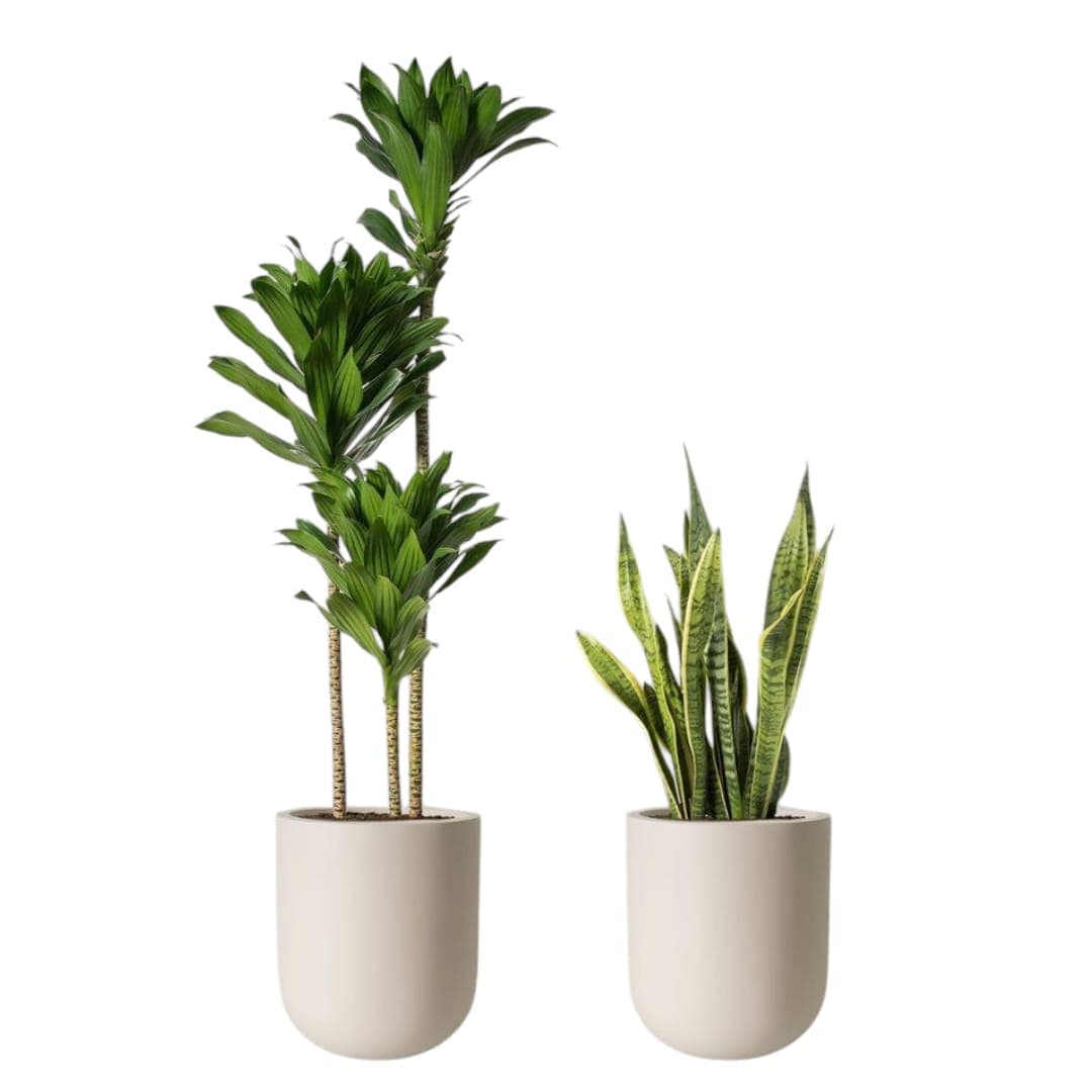 Combo Of Two Beautiful Plants — Office Plants for Dubai & UAE delivery | Planto.ae