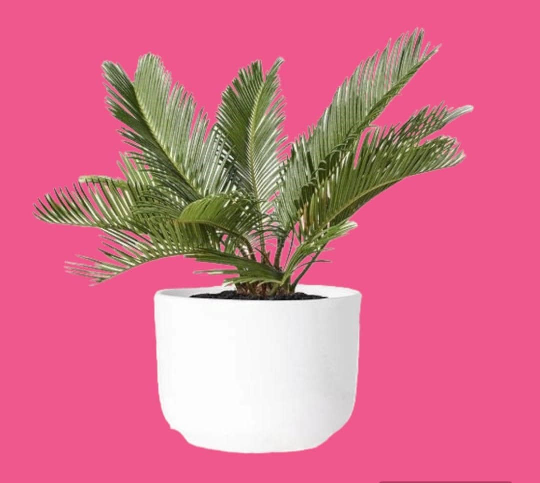 Cycas In White Ceramic Pot — Office Plants for Dubai & UAE delivery | Planto.ae