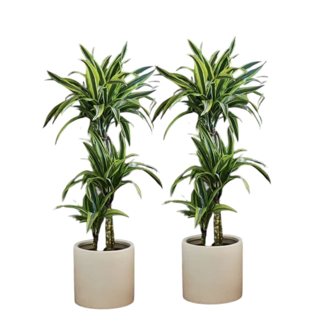 Dracaena fragrans Lemon Lime-2 Plant Set — Office Plants for Dubai & UAE delivery | Planto.ae