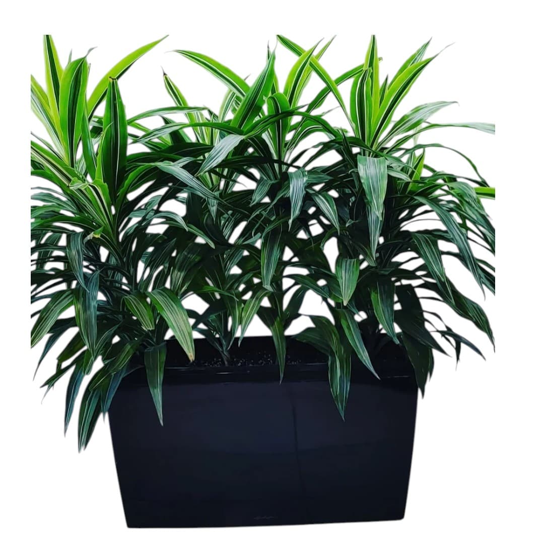 Dracaena in Fiber Pot 70x30x30cm — Office Plants for Dubai & UAE delivery | Planto.ae
