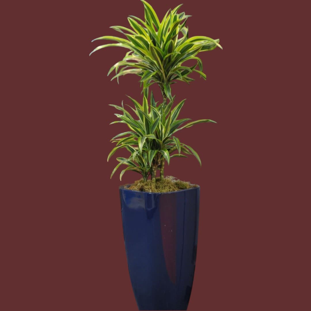 Dracaena Lemon Lime In Ceramic pot — Office Plants for Dubai & UAE delivery | Planto.ae