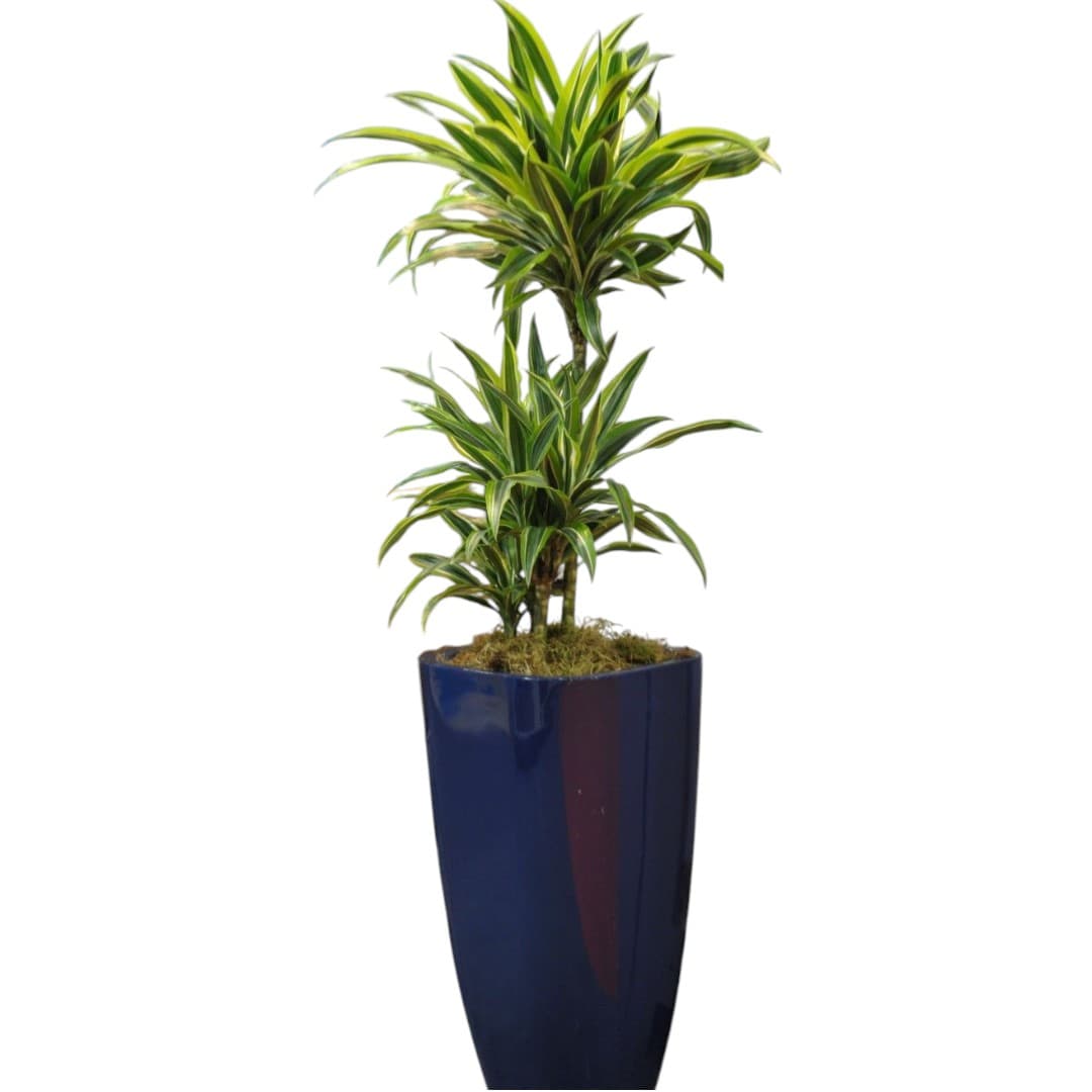 Dracaena Lemon Lime In Ceramic pot — photo 2 | Planto.ae UAE