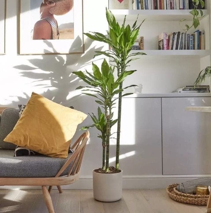 Dracaena Warneckii In White Ceramic Pot — Office Plants for Dubai & UAE delivery | Planto.ae