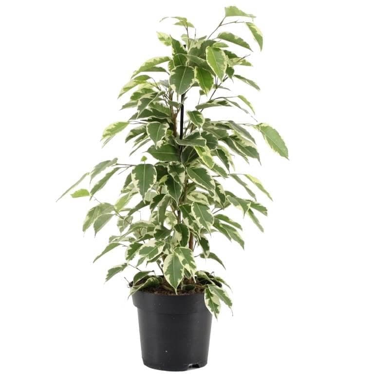 Ficus Benjamina Starlight — Office Plants for Dubai & UAE delivery | Planto.ae
