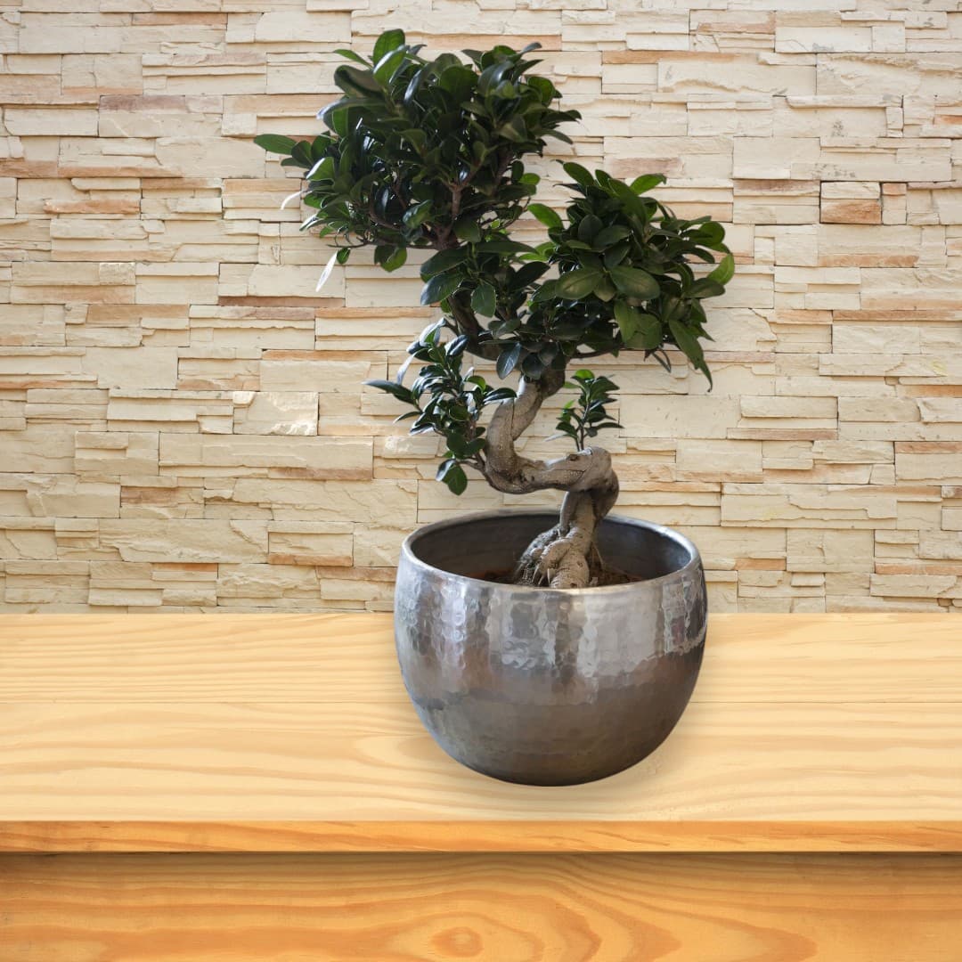 Ficus Bonsai inSilver Metal Pot — Office Plants for Dubai & UAE delivery | Planto.ae