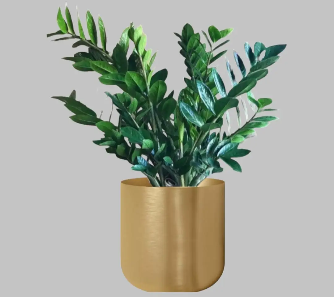 Graceful Zamia ZZ In Golden Metal Pot — Office Plants for Dubai & UAE delivery | Planto.ae