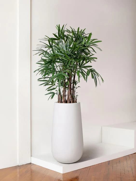Lady Palm in Big White Fiber Pot — Office Plants for Dubai & UAE delivery | Planto.ae