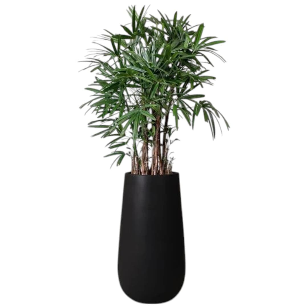 Lady Palm In Black  Fiber Pot — Office Plants for Dubai & UAE delivery | Planto.ae