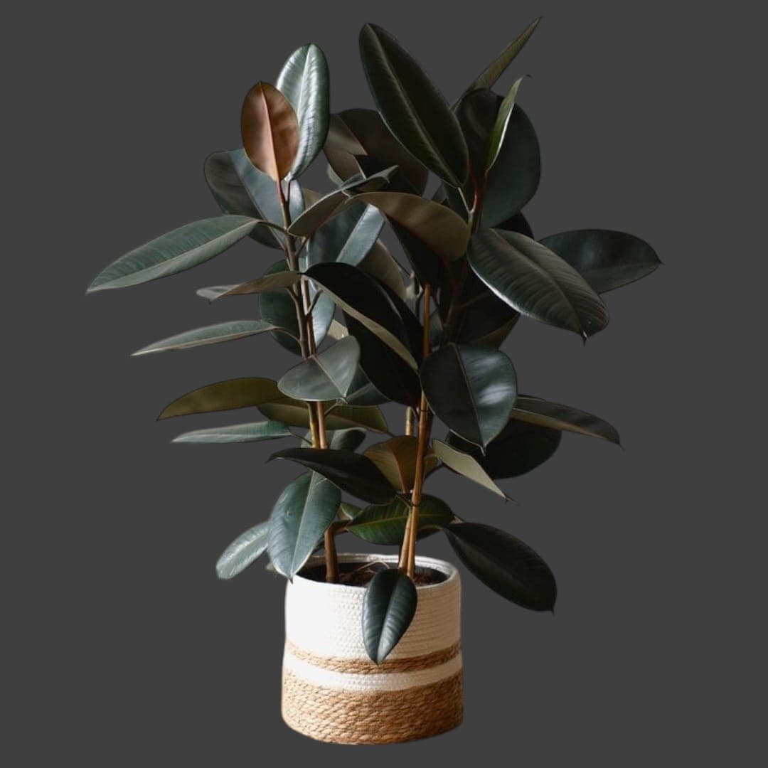 Rubber Plant In A Decent Basket — Office Plants for Dubai & UAE delivery | Planto.ae