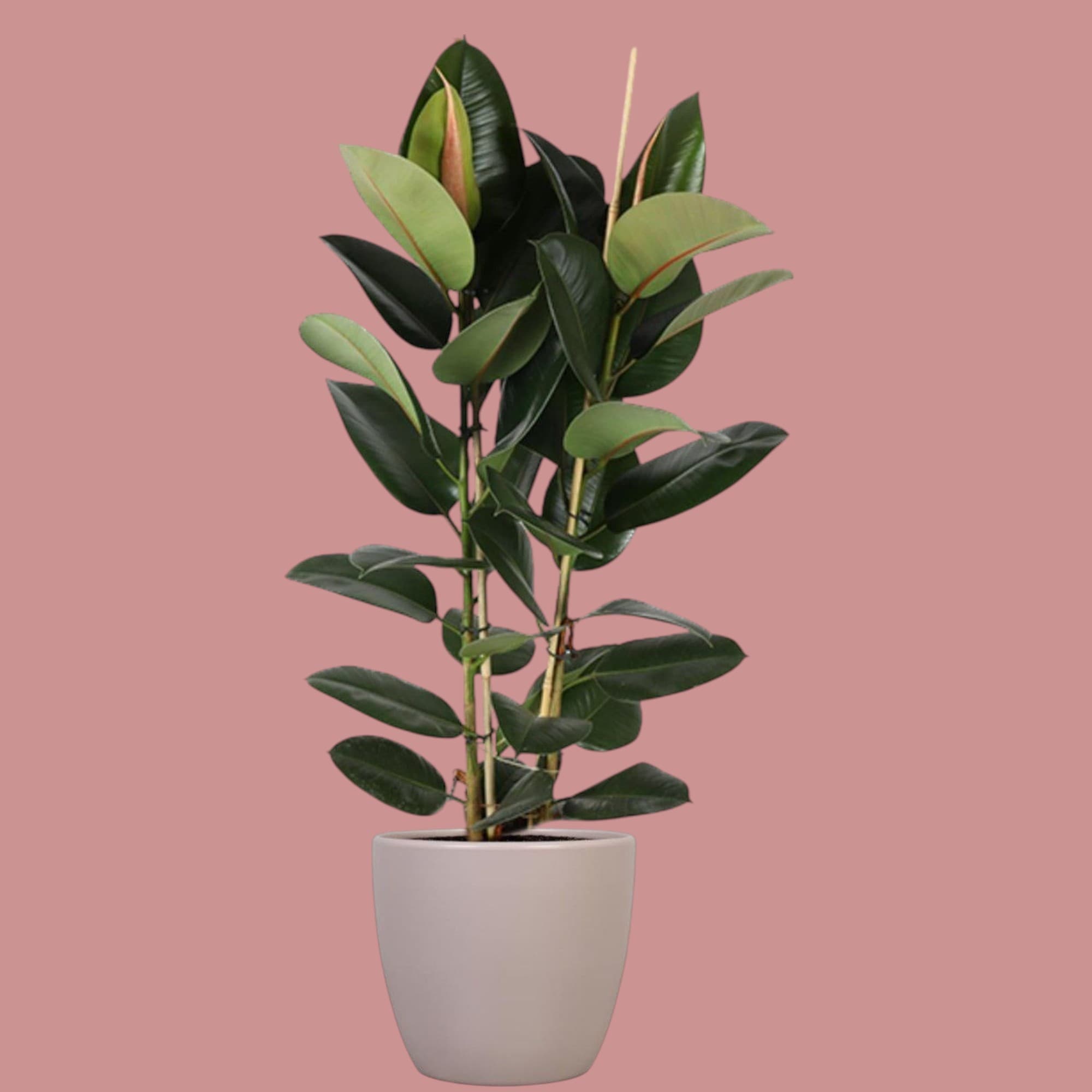 Rubber Plant In Ceramic pot — Office Plants for Dubai & UAE delivery | Planto.ae
