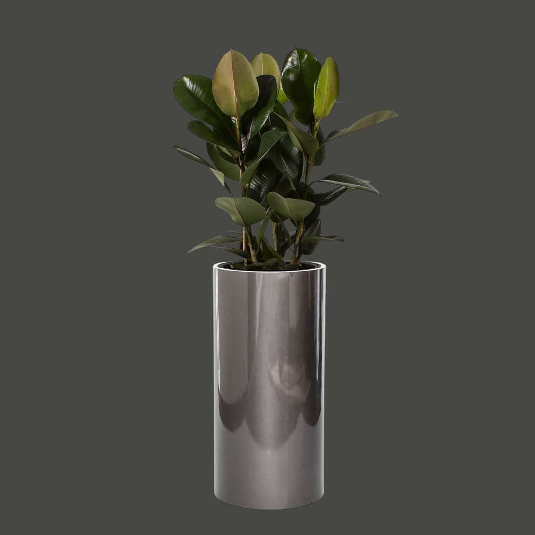Rubber Plant In Silver Metal Pot — Office Plants for Dubai & UAE delivery | Planto.ae