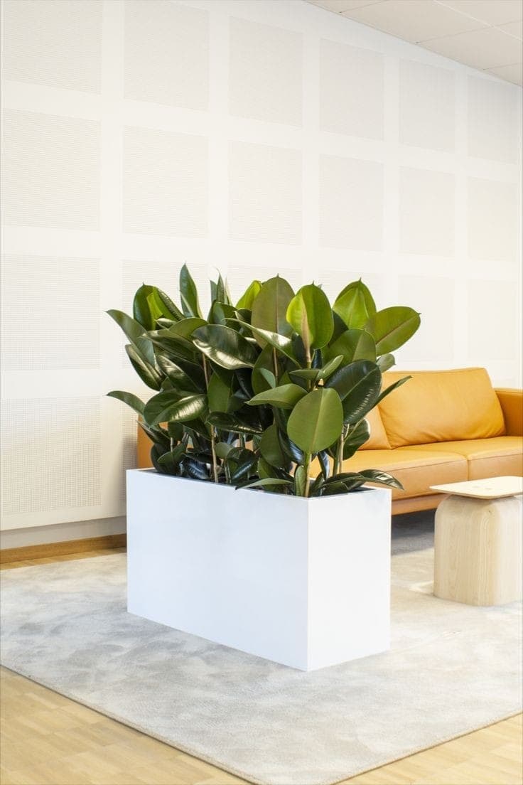 Rubber Plants In Fiber Box — Office Plants for Dubai & UAE delivery | Planto.ae