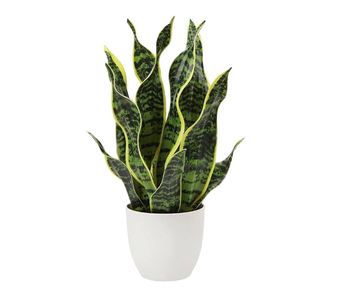 Sansevieria In Ceramic Pot — Office Plants for Dubai & UAE delivery | Planto.ae