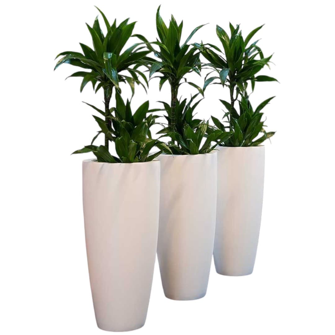 Set of 3 Dracaena Warneckii In white fiber Pots — photo 2 | Planto.ae UAE