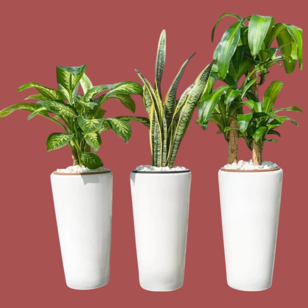 Set Of 3 Plants In White Ceramic Pots — Office Plants for Dubai & UAE delivery | Planto.ae