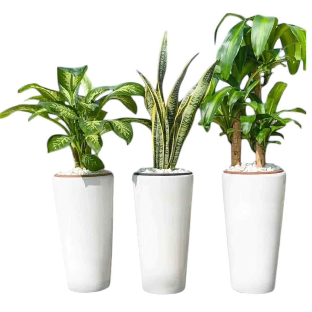 Set Of 3 Plants In White Ceramic Pots — photo 2 | Planto.ae UAE
