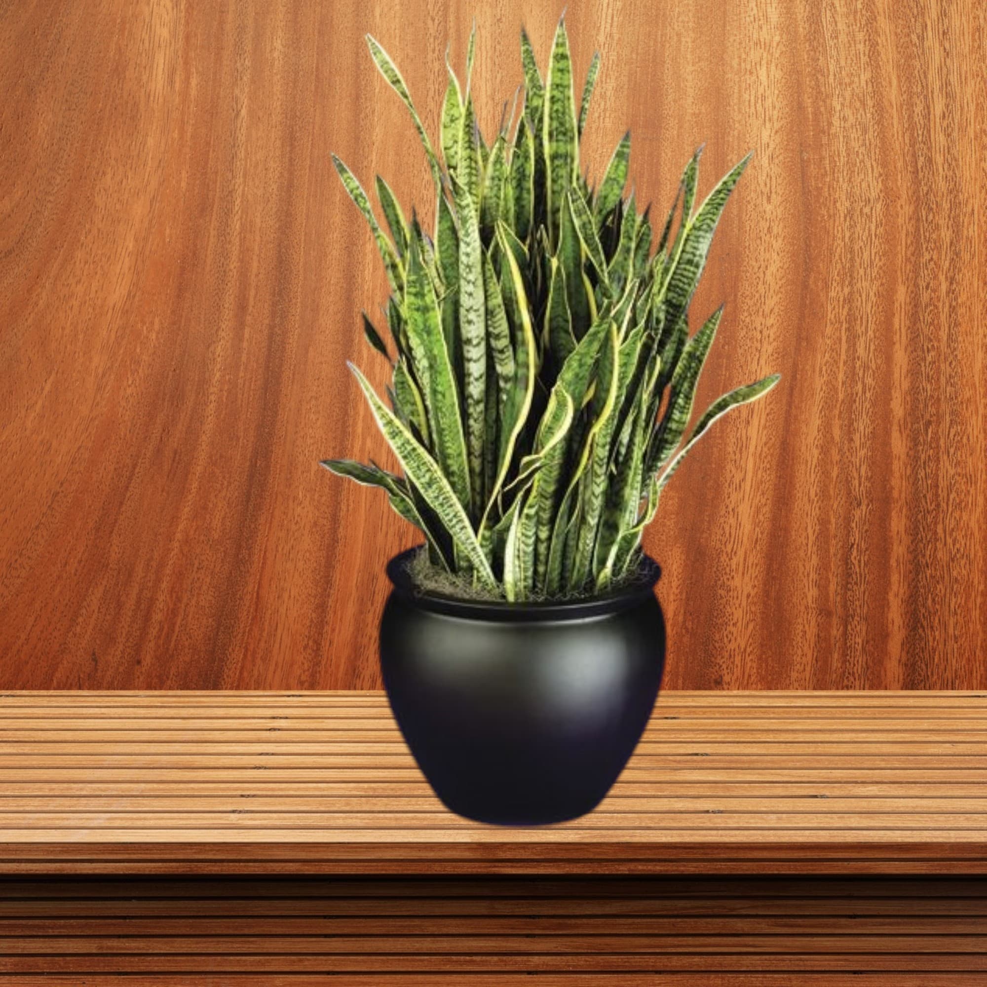 Snake Plants In Black Ceramic Planter — Office Plants for Dubai & UAE delivery | Planto.ae