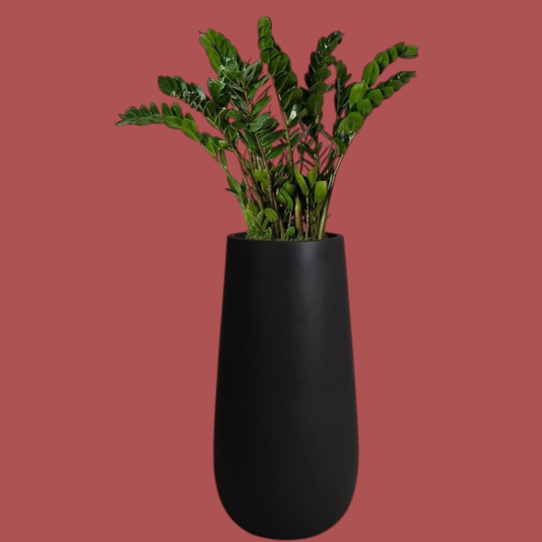 ZZ Zamioculcas Plant in Black Fiber Pot — Office Plants for Dubai & UAE delivery | Planto.ae