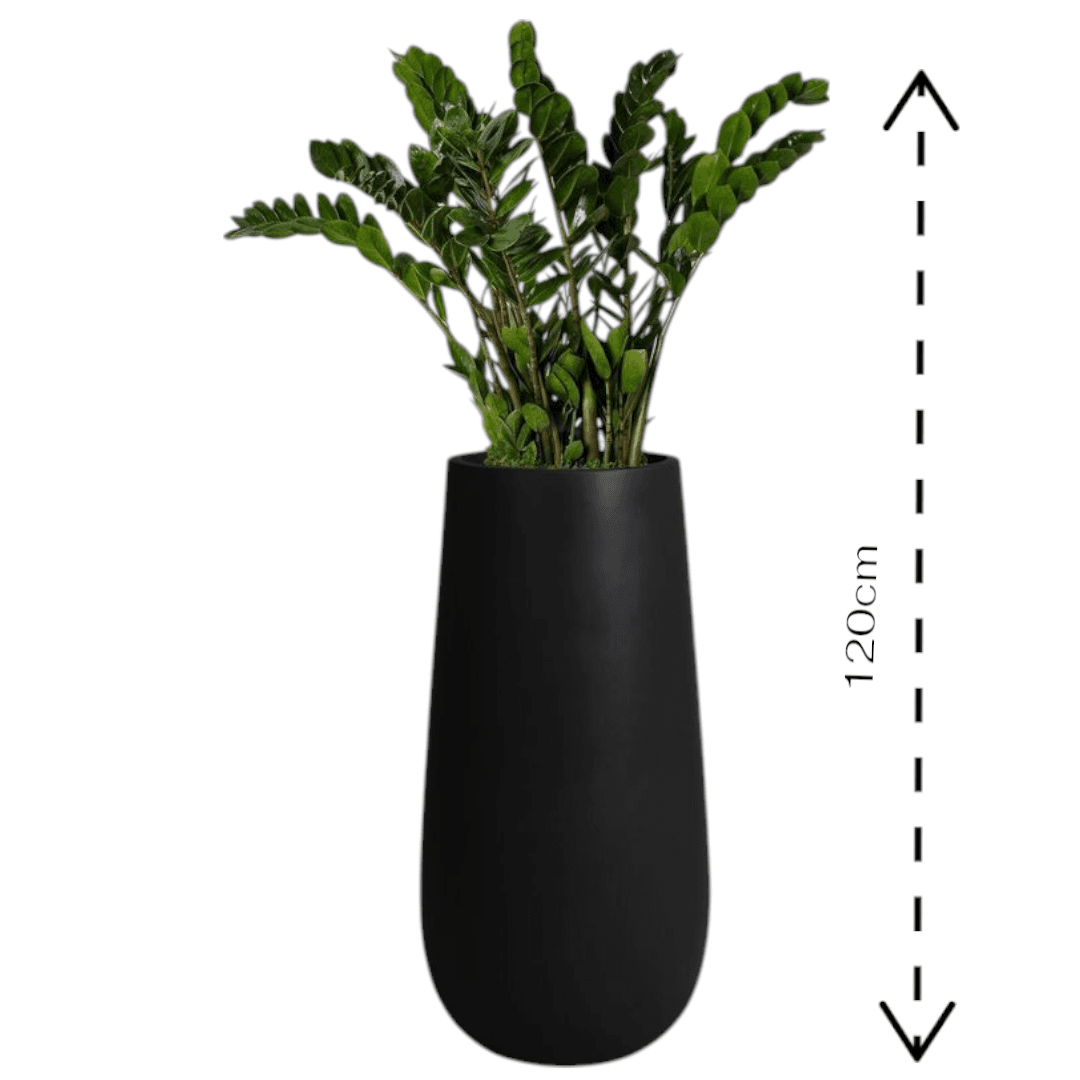 ZZ Zamioculcas Plant in Black Fiber Pot — photo 2 | Planto.ae UAE