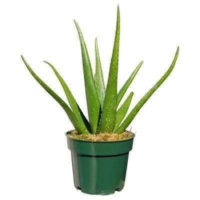 Aleo-Vera — Outdoor Plants for Dubai & UAE delivery | Planto.ae