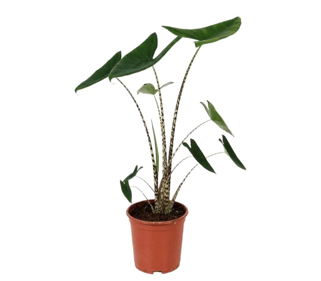 Alocasia Zebrina Plant — Outdoor Plants for Dubai & UAE delivery | Planto.ae