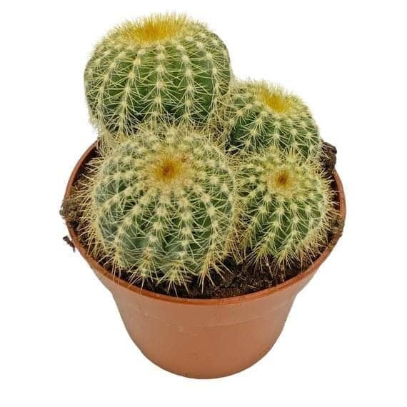 Parodia Cacti Succulent — Outdoor Plants for Dubai & UAE delivery | Planto.ae