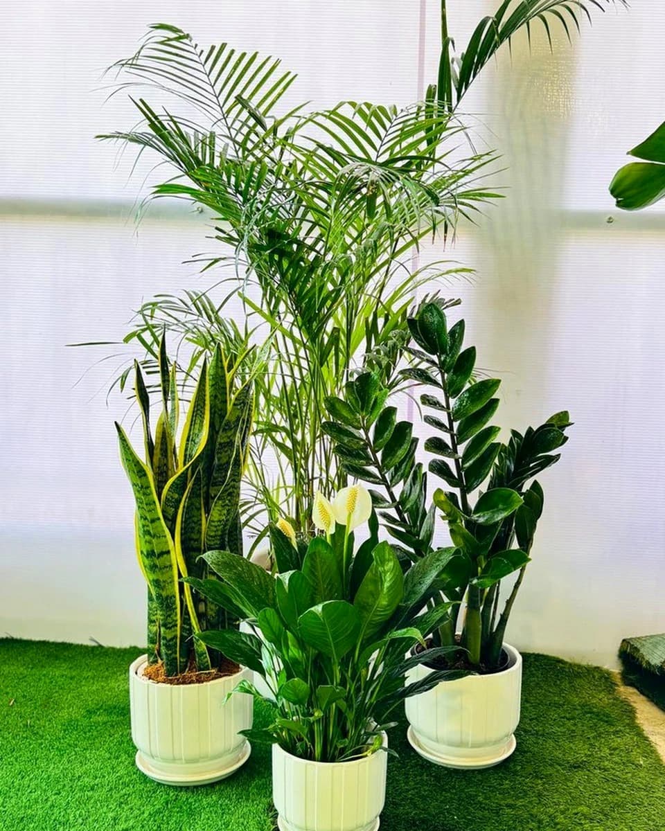 Shop Air Purifier Plants