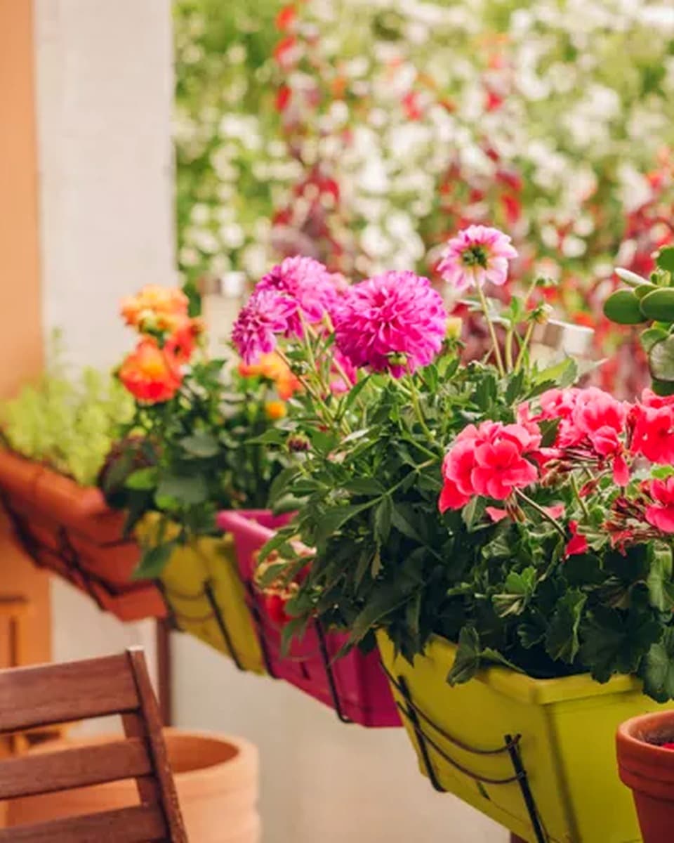 Shop Balcony Plants