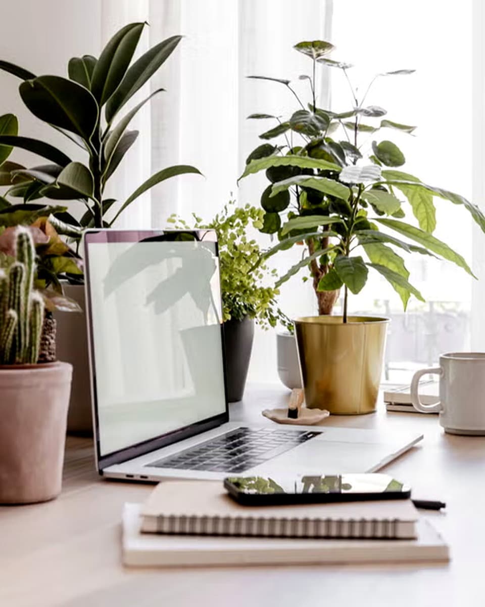 Shop Office plants
