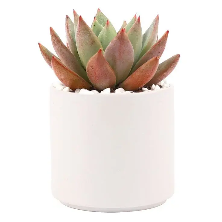 Beautiful Echeveria-Agavoides In White Ceramic Pot — photo 2 | Planto.ae UAE