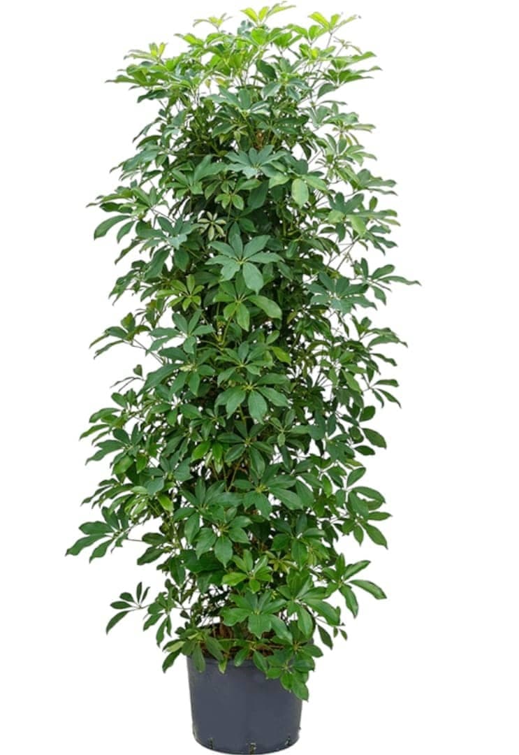 Cheflera – Schefflera Arboricola — photo 2 | Planto.ae UAE