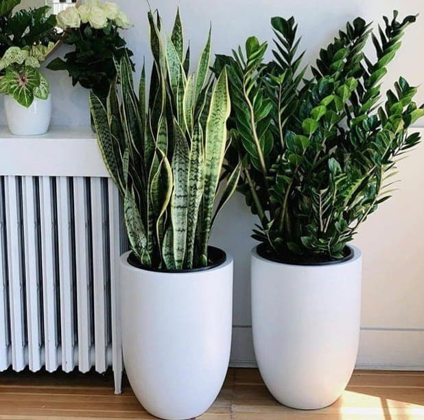 Combo Of Snake And ZZ-Zamia Plant — photo 2 | Planto.ae UAE