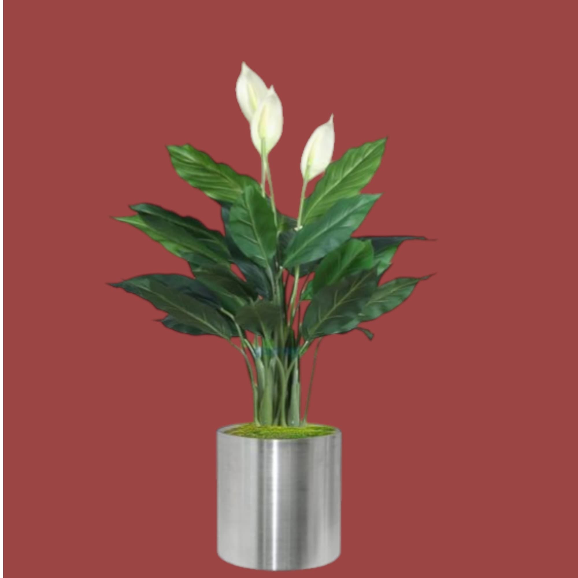Air Purifier Plants