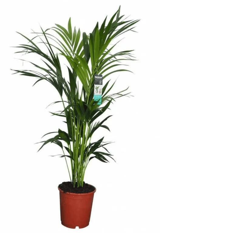 Kentia Palm — photo 3 | Planto.ae UAE