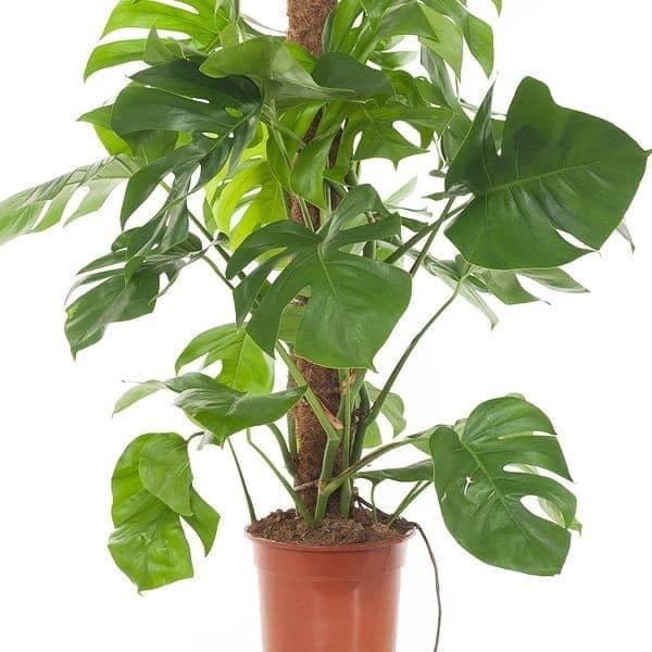 Monstera deliciosa, the Swiss cheese plant — photo 3 | Planto.ae UAE