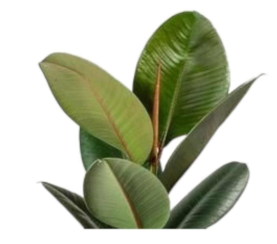 Rubber Plant — photo 2 | Planto.ae UAE