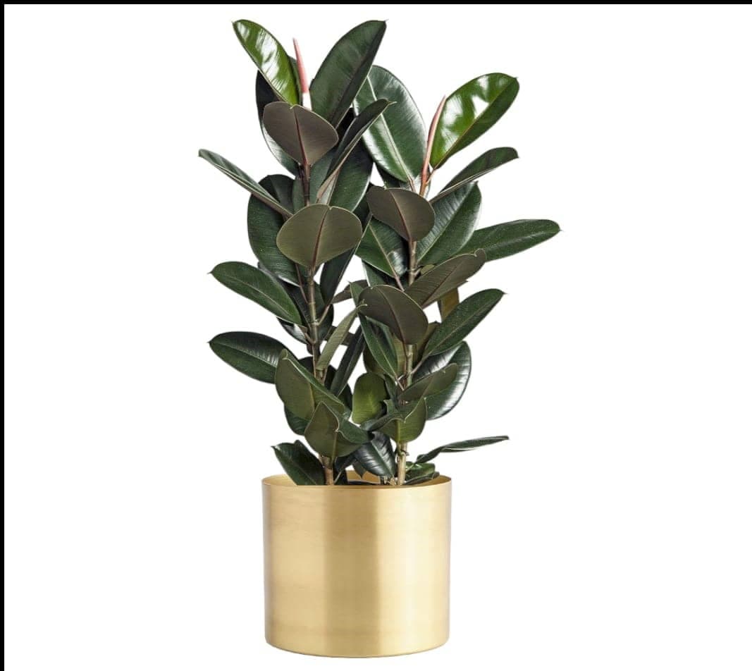 Rubber Plant In Golden Metal Pot — photo 2 | Planto.ae UAE