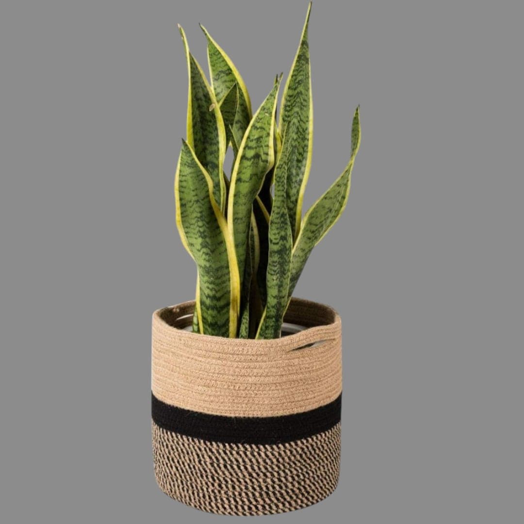 Sansevieria- In Basket — photo 2 | Planto.ae UAE