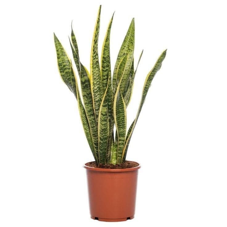 Snake Plant — photo 2 | Planto.ae UAE
