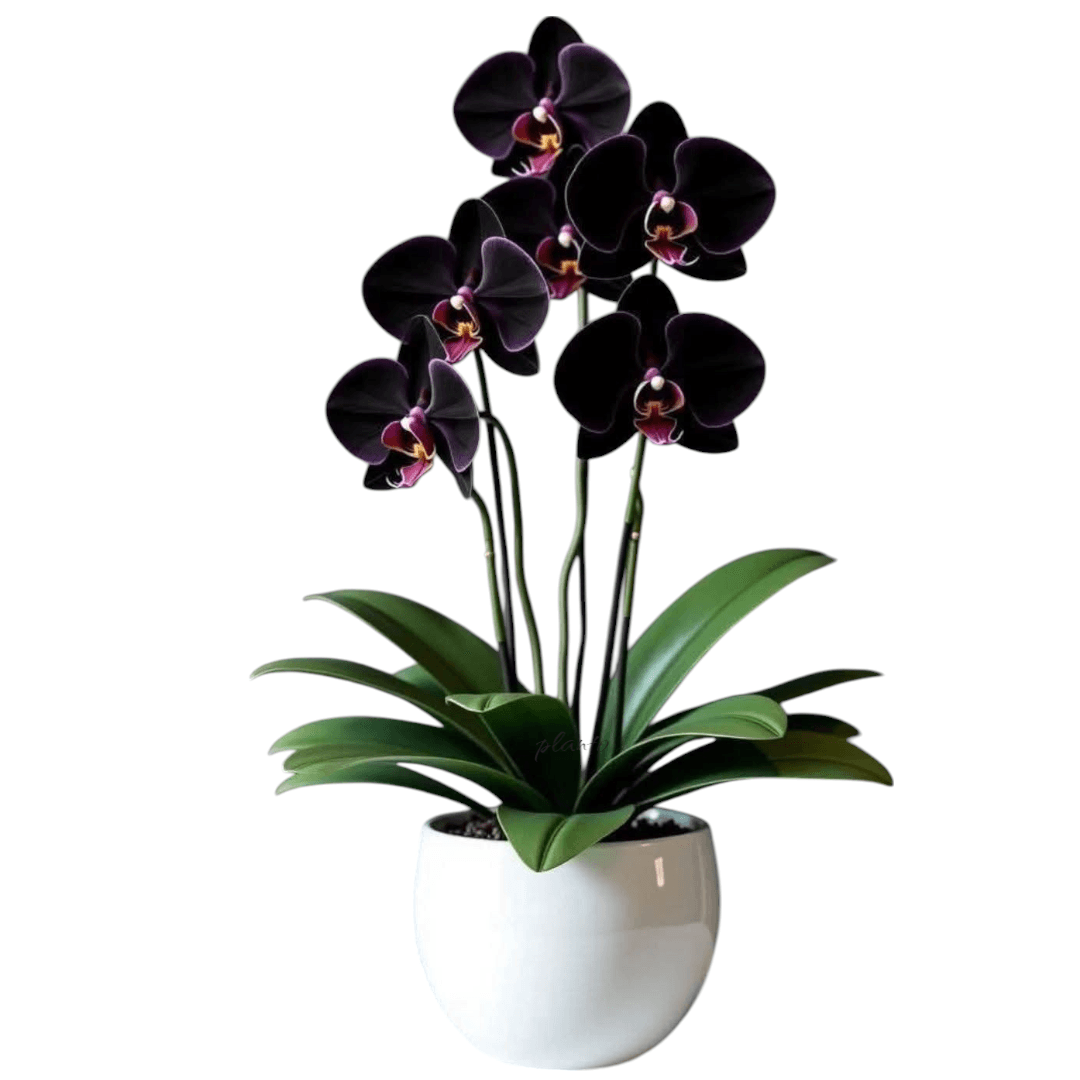 Artificial Orchid Arrangements — photo 3 | Planto.ae UAE
