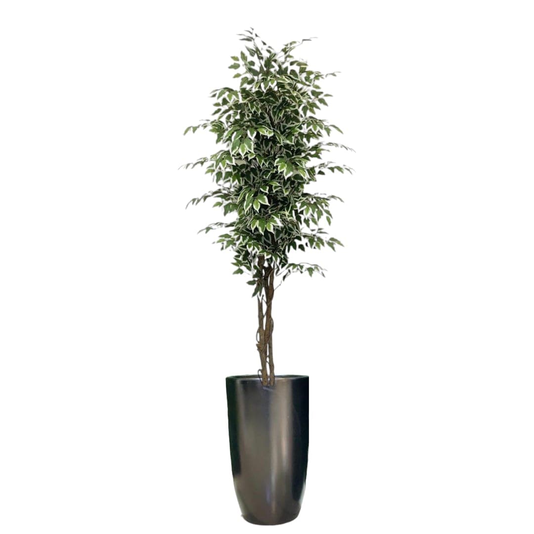 Ficus Artificial Green Variegated Plant In Black Ceramic Pot — photo 2 | Planto.ae UAE