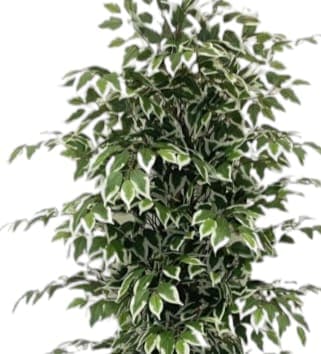 Ficus Artificial Green Variegated Plant In Black Ceramic Pot — photo 3 | Planto.ae UAE