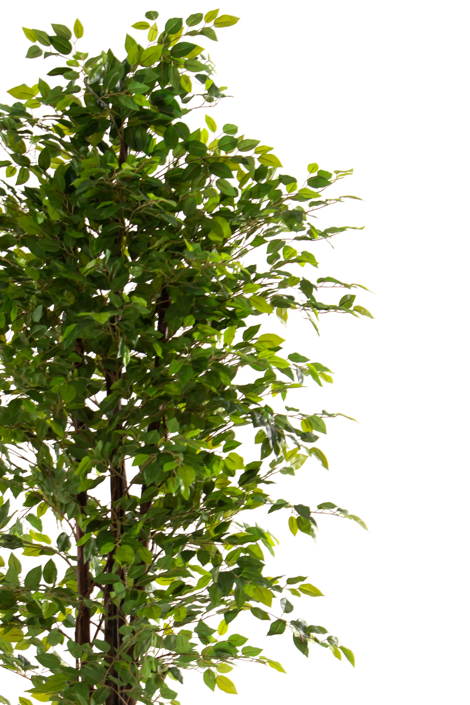 Ficus Benjamina Artificial Plant — photo 2 | Planto.ae UAE