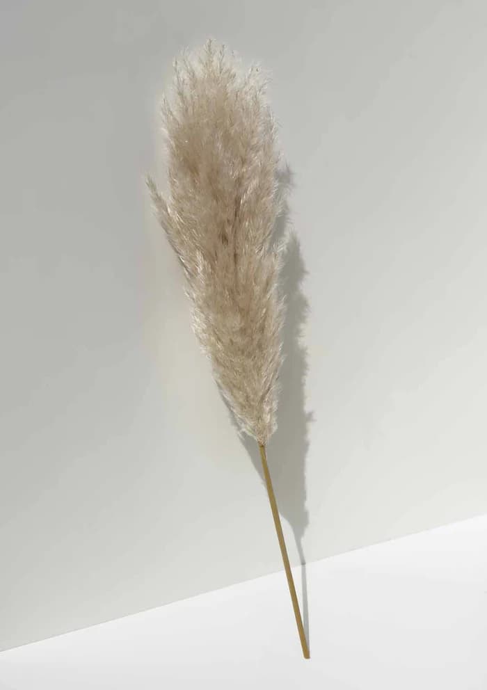 PAMPAS GRASS, LONG — photo 3 | Planto.ae UAE