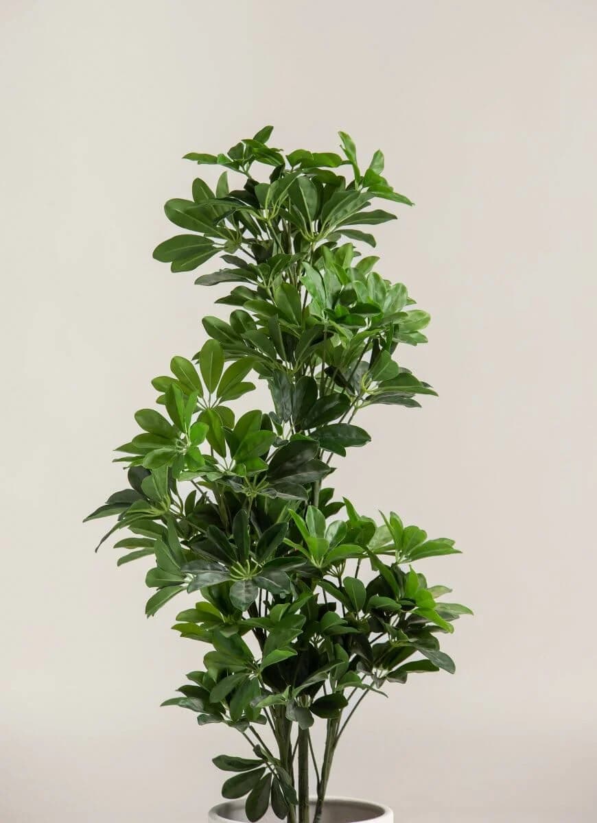 Schefflera Artificial Plant — photo 2 | Planto.ae UAE
