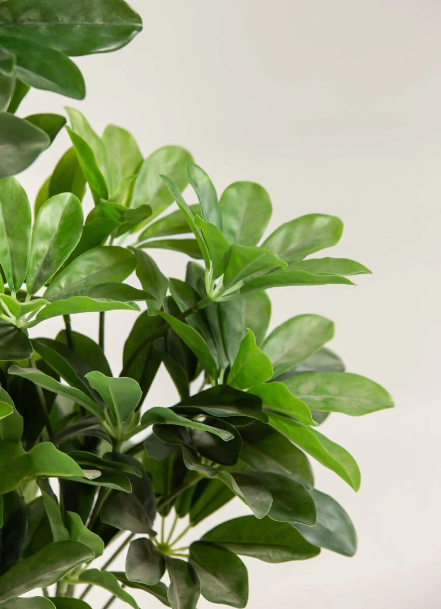 Schefflera Artificial Plant — photo 3 | Planto.ae UAE